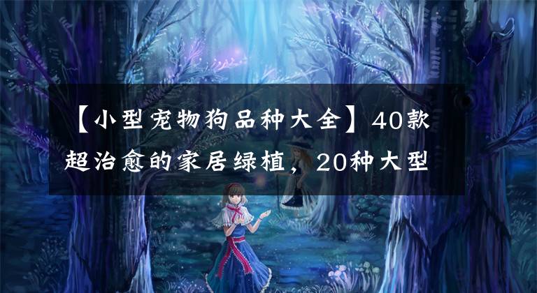 【小型寵物狗品種大全】40款超治愈的家居綠植，20種大型的，20種小型的