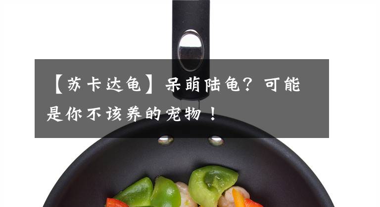 【蘇卡達龜】呆萌陸龜？可能是你不該養(yǎng)的寵物！