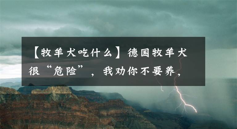 【牧羊犬吃什么】德國牧羊犬很“危險(xiǎn)”，我勸你不要養(yǎng)，都是過來人“血的教訓(xùn)”