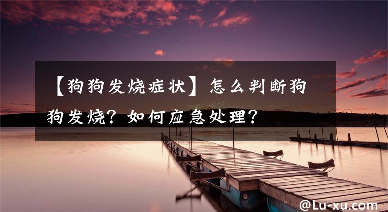 【狗狗發(fā)燒癥狀】怎么判斷狗狗發(fā)燒？如何應(yīng)急處理？