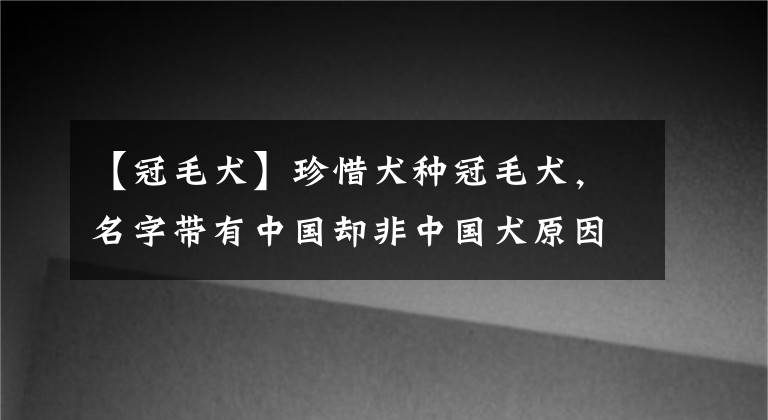 【冠毛犬】珍惜犬種冠毛犬，名字帶有中國(guó)卻非中國(guó)犬原因竟是如此...