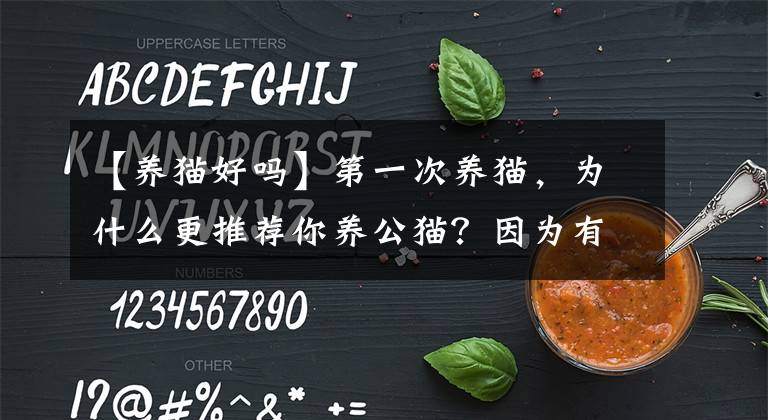 【養(yǎng)貓好嗎】第一次養(yǎng)貓，為什么更推薦你養(yǎng)公貓？因?yàn)橛羞@6個(gè)優(yōu)勢