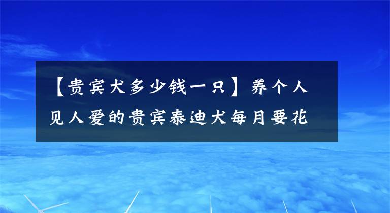 【貴賓犬多少錢一只】養(yǎng)個人見人愛的貴賓泰迪犬每月要花多少錢