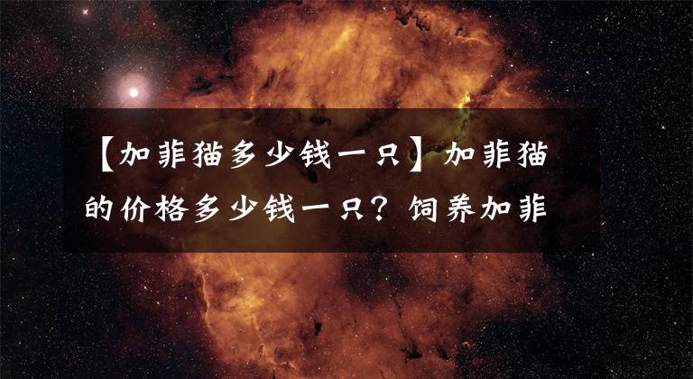 【加菲貓多少錢一只】加菲貓的價(jià)格多少錢一只？飼養(yǎng)加菲貓要注意什么？