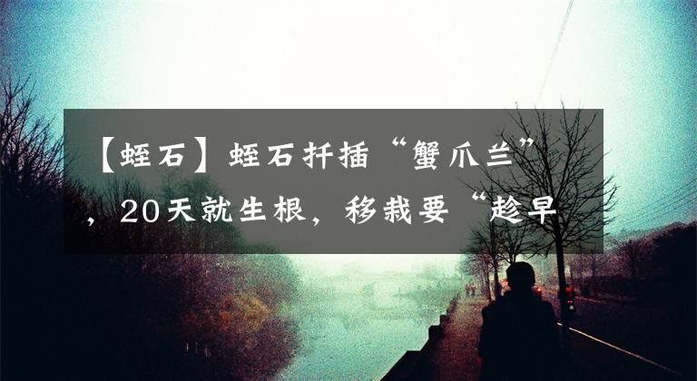 【蛭石】蛭石扦插“蟹爪蘭”，20天就生根，移栽要“趁早”，拖延養(yǎng)不好