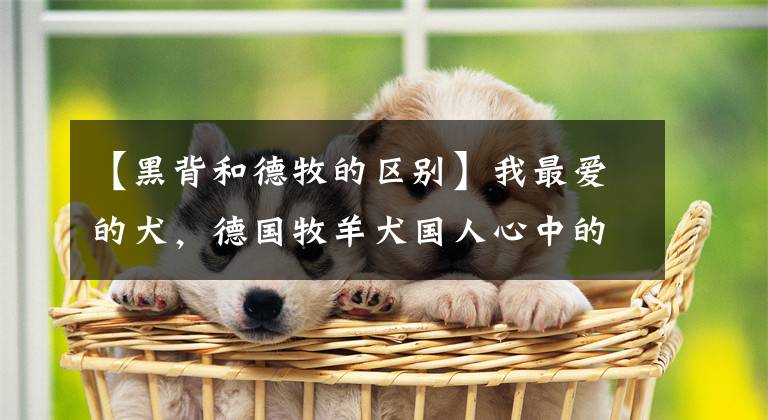 【黑背和德牧的區(qū)別】我最愛的犬，德國(guó)牧羊犬國(guó)人心中的黑背犬