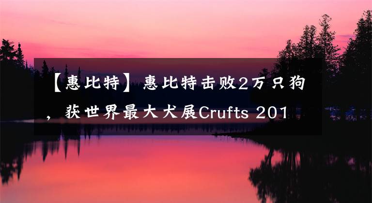 【惠比特】惠比特?fù)魯?萬只狗，獲世界最大犬展Crufts 2018年總冠軍