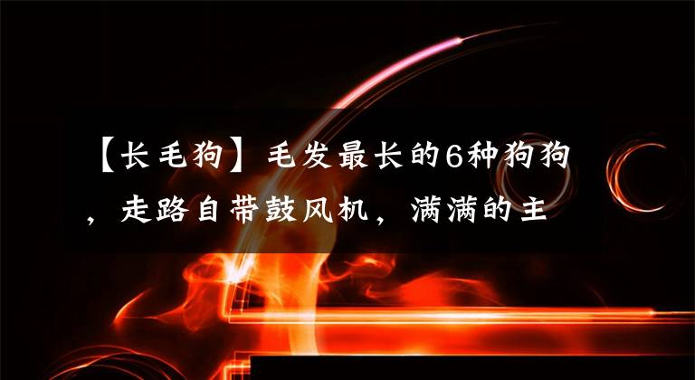 【長(zhǎng)毛狗】毛發(fā)最長(zhǎng)的6種狗狗，走路自帶鼓風(fēng)機(jī)，滿滿的主角光環(huán)！