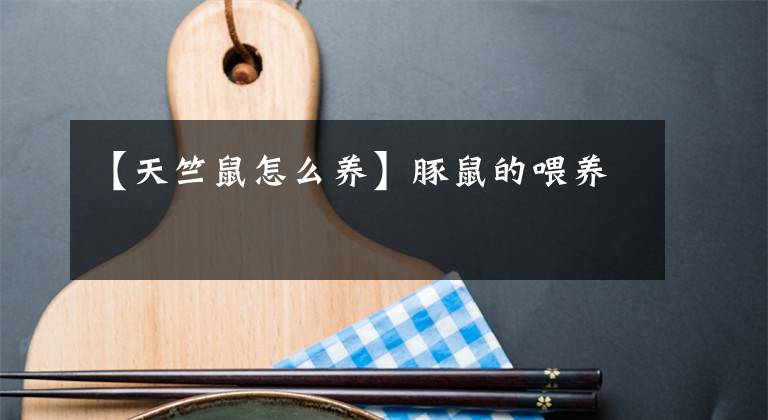 【天竺鼠怎么養(yǎng)】豚鼠的喂養(yǎng)