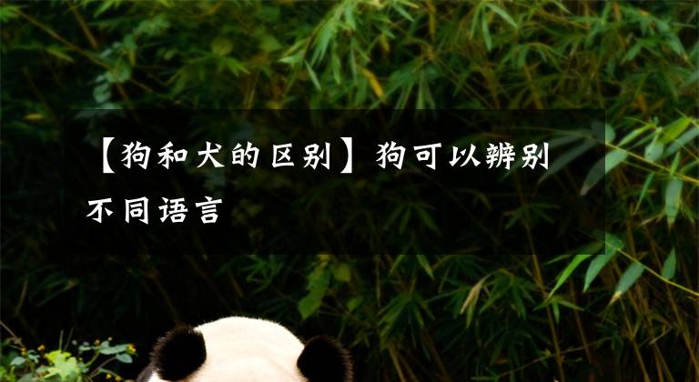 【狗和犬的區(qū)別】狗可以辨別不同語(yǔ)言