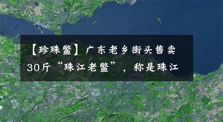 【珍珠鱉】廣東老鄉(xiāng)街頭售賣30斤“珠江老鱉”，稱是珠江里釣起來的