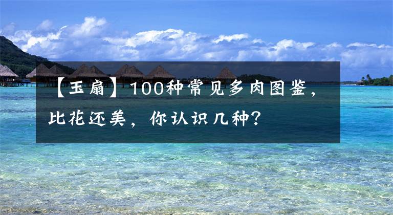 【玉扇】100種常見多肉圖鑒，比花還美，你認(rèn)識(shí)幾種？