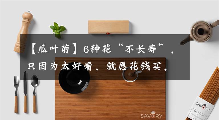 【瓜葉菊】6種花“不長(zhǎng)壽”，只因?yàn)樘每?，就愿花錢買，年年扔不停