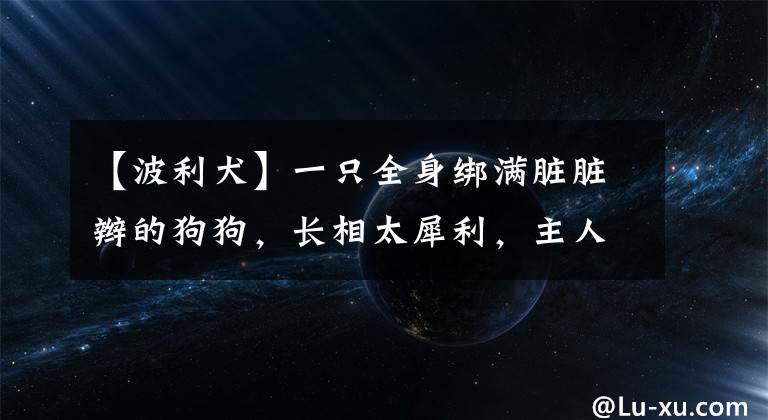 【波利犬】一只全身綁滿臟臟辮的狗狗，長相太犀利，主人卻說這是匈牙利名犬