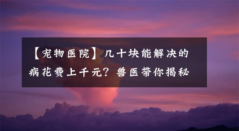 【寵物醫(yī)院】幾十塊能解決的病花費(fèi)上千元？獸醫(yī)帶你揭秘寵物醫(yī)院4大黑幕