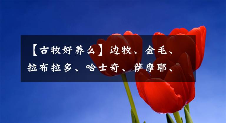 【古牧好養(yǎng)么】邊牧、金毛、拉布拉多、哈士奇、薩摩耶、阿拉斯加哪種狗好養(yǎng)