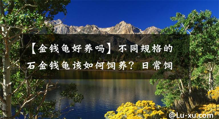 【金錢龜好養(yǎng)嗎】不同規(guī)格的石金錢龜該如何飼養(yǎng)？日常飼養(yǎng)有哪些誤區(qū)？新手請進