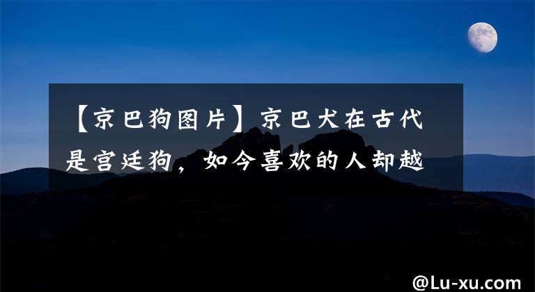 【京巴狗圖片】京巴犬在古代是宮廷狗，如今喜歡的人卻越來(lái)越少，這些原因很扎心