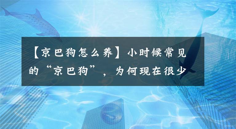 【京巴狗怎么養(yǎng)】小時候常見的“京巴狗”，為何現(xiàn)在很少人養(yǎng)？真實原因在這