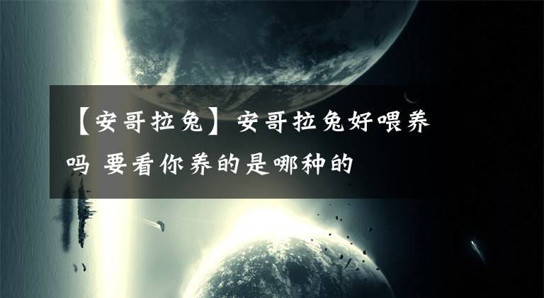 【安哥拉兔】安哥拉兔好喂養(yǎng)嗎 要看你養(yǎng)的是哪種的