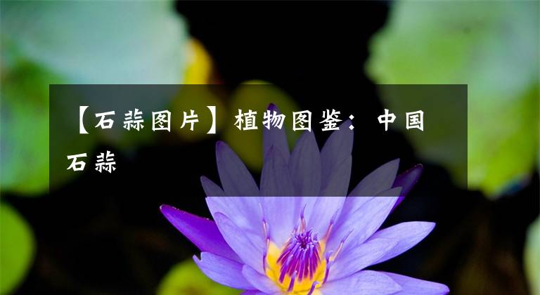 【石蒜圖片】植物圖鑒：中國石蒜