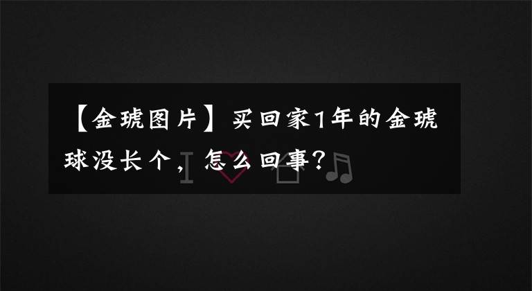 【金琥圖片】買回家1年的金琥球沒(méi)長(zhǎng)個(gè)，怎么回事？