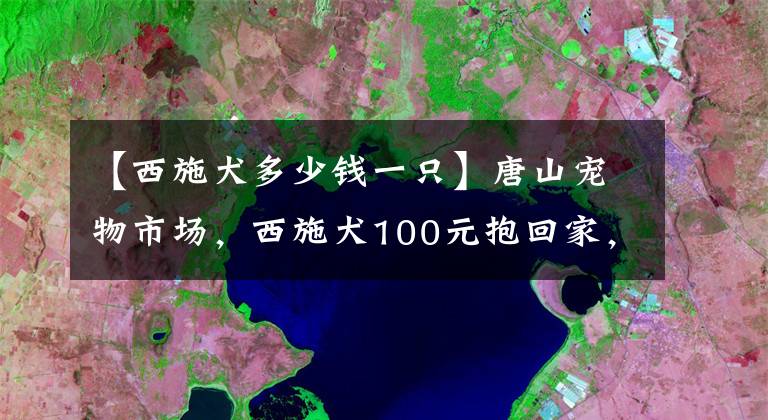 【西施犬多少錢一只】唐山寵物市場，西施犬100元抱回家，柯基1000元，免費送的狗稀罕