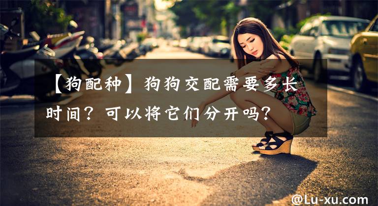 【狗配種】狗狗交配需要多長(zhǎng)時(shí)間？可以將它們分開(kāi)嗎？