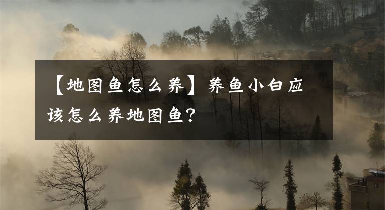 【地圖魚怎么養(yǎng)】養(yǎng)魚小白應(yīng)該怎么養(yǎng)地圖魚？