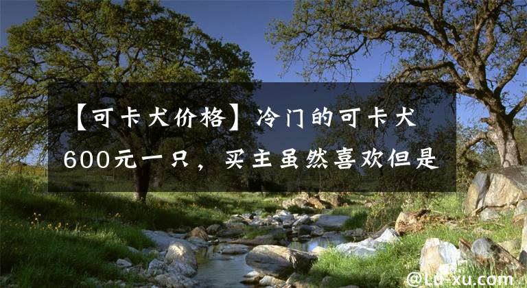 【可卡犬價格】冷門的可卡犬600元一只，買主雖然喜歡但是錢不夠，無奈放棄！