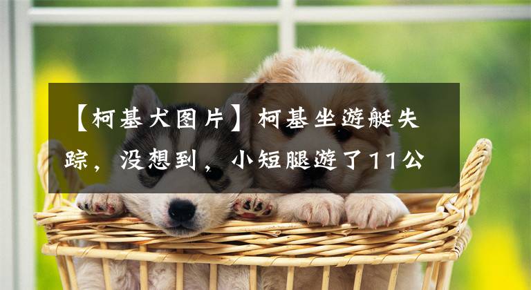 【柯基犬圖片】柯基坐游艇失蹤，沒想到，小短腿游了11公里，自己游上岸了