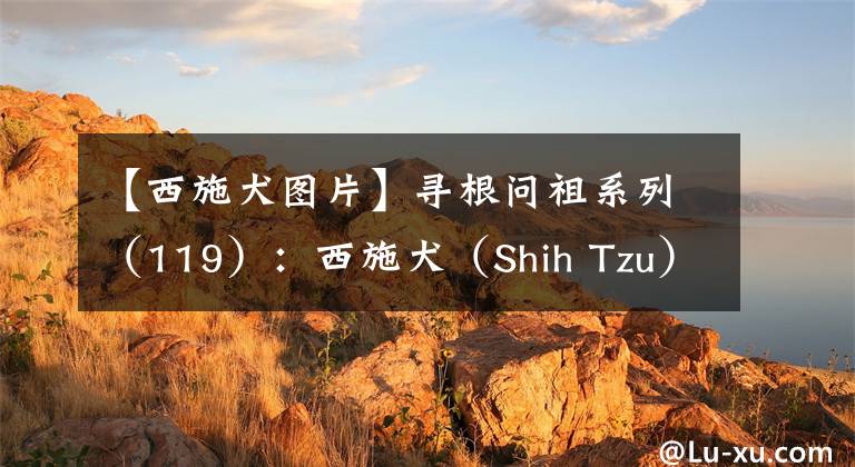 【西施犬圖片】尋根問祖系列（119）：西施犬（Shih Tzu）