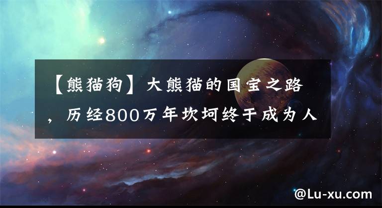 【熊貓狗】大熊貓的國(guó)寶之路，歷經(jīng)800萬(wàn)年坎坷終于成為人人所愛(ài)