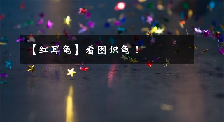 【紅耳龜】看圖識(shí)龜！