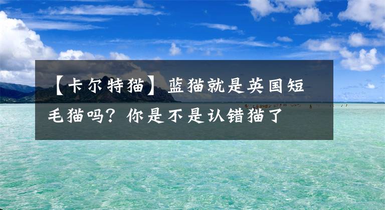 【卡爾特貓】藍(lán)貓就是英國(guó)短毛貓嗎？你是不是認(rèn)錯(cuò)貓了