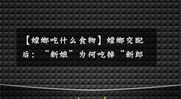 【螳螂吃什么食物】螳螂交配后：“新娘”為何吃掉“新郎官”？新娘：這全是為它好