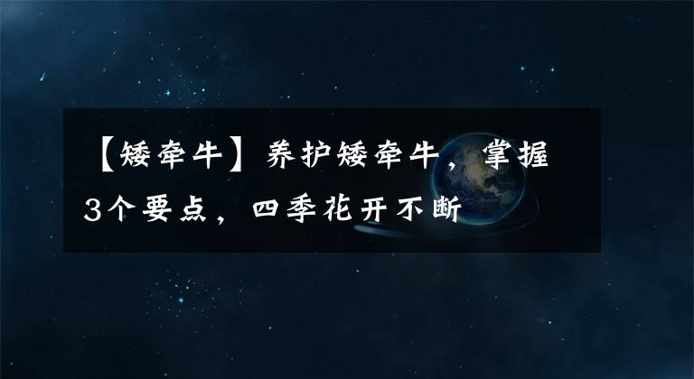 【矮牽牛】養(yǎng)護(hù)矮牽牛，掌握3個(gè)要點(diǎn)，四季花開不斷