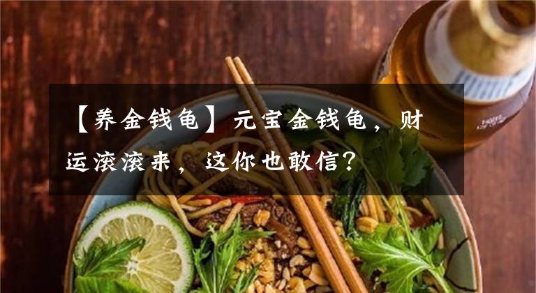 【養(yǎng)金錢龜】元寶金錢龜，財運滾滾來，這你也敢信？