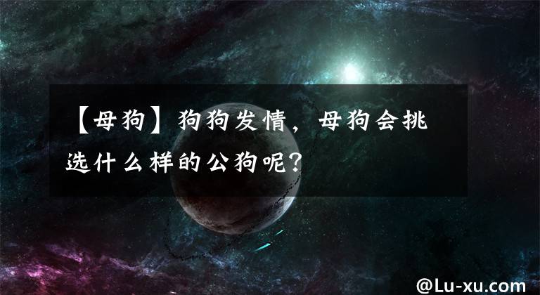 【母狗】狗狗發(fā)情，母狗會(huì)挑選什么樣的公狗呢？