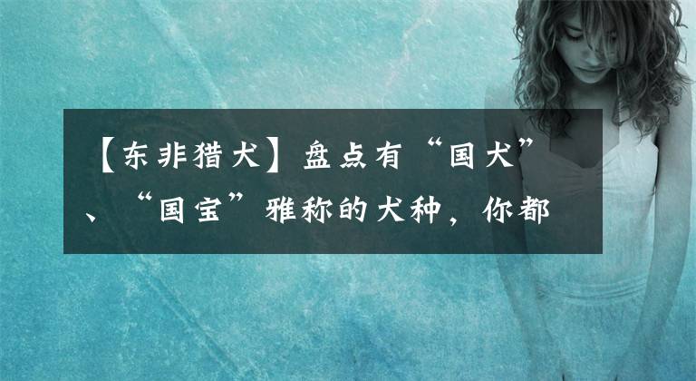 【東非獵犬】盤點(diǎn)有“國犬”、“國寶”雅稱的犬種，你都見過那些呢？