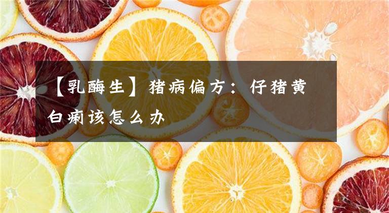 【乳酶生】豬病偏方：仔豬黃白痢該怎么辦