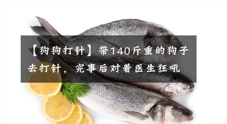 【狗狗打針】帶140斤重的狗子去打針，完事后對著醫(yī)生狂吼：醫(yī)患關(guān)系太緊張了