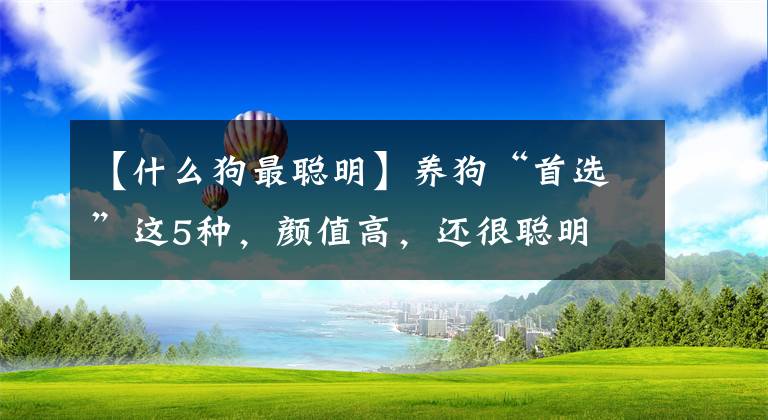 【什么狗最聰明】養(yǎng)狗“首選”這5種，顏值高，還很聰明