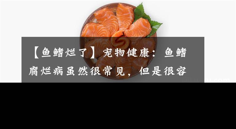 【魚鰭爛了】寵物健康：魚鰭腐爛病雖然很常見，但是很容易預(yù)防！