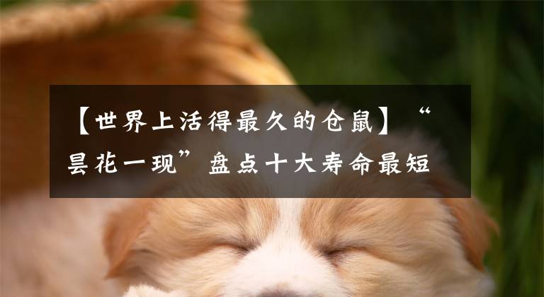 【世界上活得最久的倉(cāng)鼠】“曇花一現(xiàn)”盤點(diǎn)十大壽命最短的動(dòng)物