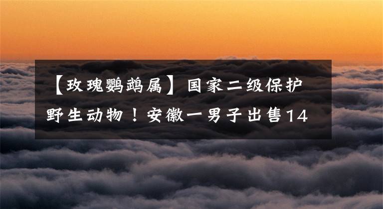 【玫瑰鸚鵡屬】國家二級保護(hù)野生動物！安徽一男子出售14只鸚鵡被判刑5年