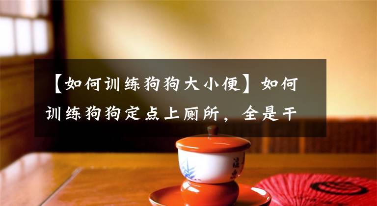 【如何訓(xùn)練狗狗大小便】如何訓(xùn)練狗狗定點(diǎn)上廁所，全是干貨知識，簡單容易上手