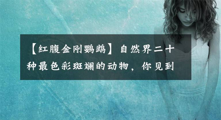 【紅腹金剛鸚鵡】自然界二十種最色彩斑斕的動物，你見到過幾種？