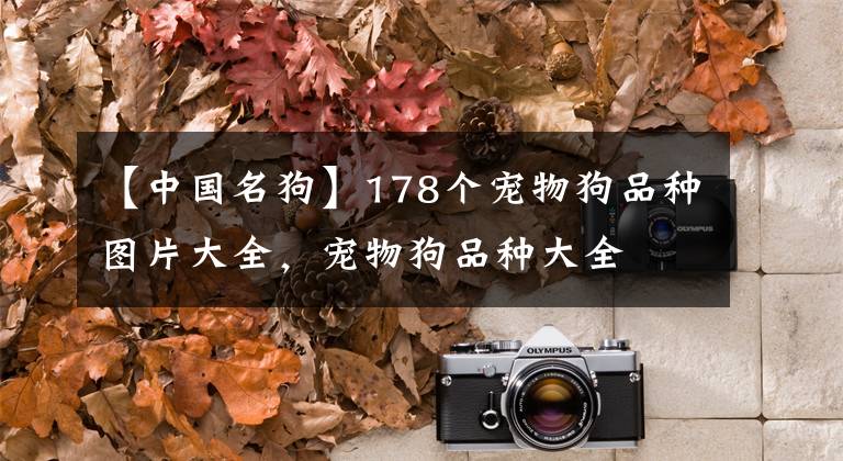 【中國名狗】178個寵物狗品種圖片大全，寵物狗品種大全