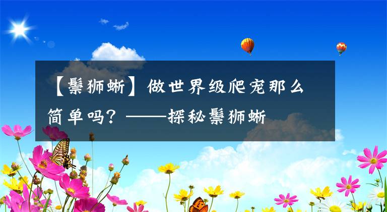 【鬃獅蜥】做世界級爬寵那么簡單嗎？——探秘鬃獅蜥